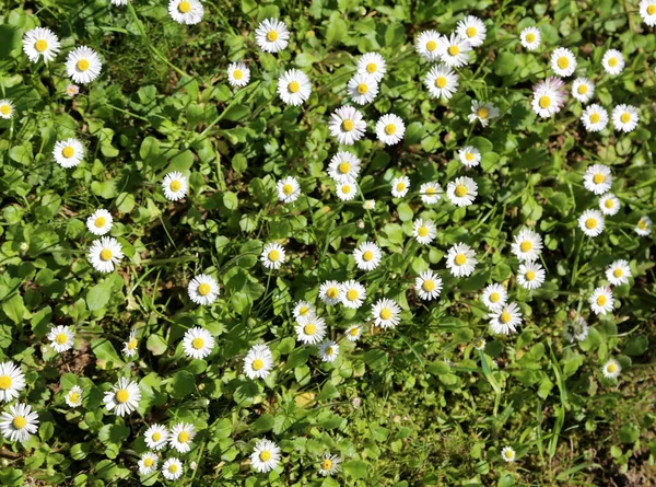 background of many daisies called Bellis Perennis on the green meadown