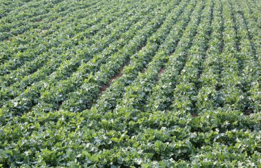 Büyük lahana plantasyon baharda olgunlaşma sırasında yeşil yaprakları ile