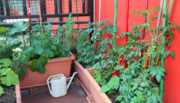 Agricultura Sustentável Como Cultivo Tomates Vermelhos Abobrinha Vasos Terraço Apartamento — Fotografia de Stock