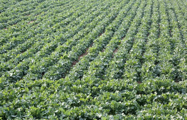 Büyük lahana plantasyon baharda olgunlaşma sırasında yeşil yaprakları ile