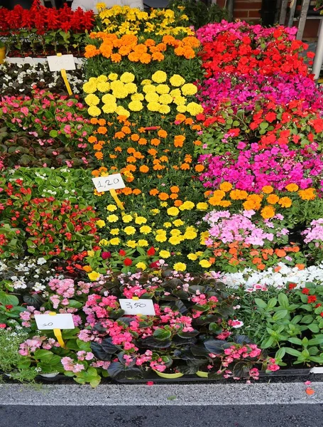 花盆和商品价格标签花店的摊位 — 图库照片