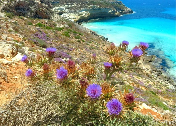 Thistle Çiçek Cove Akdeniz Adanın Muhteşem Deniz Arka Plan Ile — Stok fotoğraf