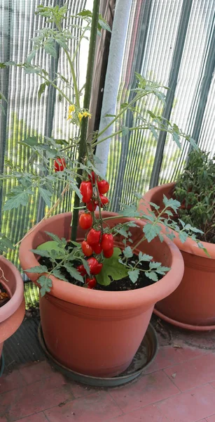 Grande Vaso Com Conjunto Tomates Vermelhos Maduros Cultivados Terraço Apartamento — Fotografia de Stock