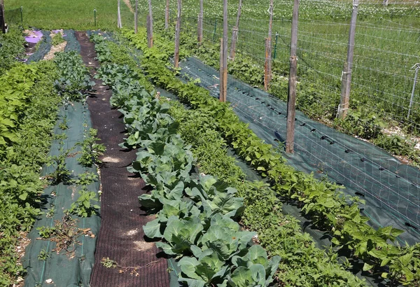 Gran Huerta Para Cultivo Hortalizas Con Técnicas Orgánicas — Foto de Stock