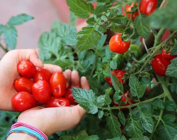 Lilla Flickans Hand Samla Röda Mogna Tomater Från Anläggningen — Stockfoto