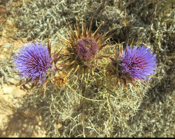 Três Grandes Flores Cardo Com Folhas Muito Pungentes Terra Árida — Fotografia de Stock