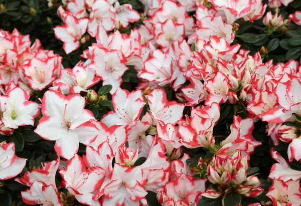 Κόκκινα Και Άσπρα Λουλούδια Της Ένα Μικρό Δενδρύλλιο Προς Πώληση — Φωτογραφία Αρχείου