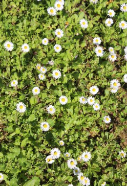 papatya beyaz yaprakları ile arka plan bahar genel bir parkta çiçek.