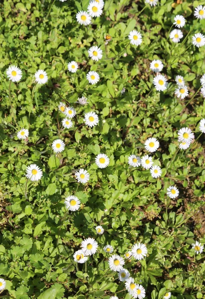 papatya beyaz yaprakları ile arka plan bahar genel bir parkta çiçek.