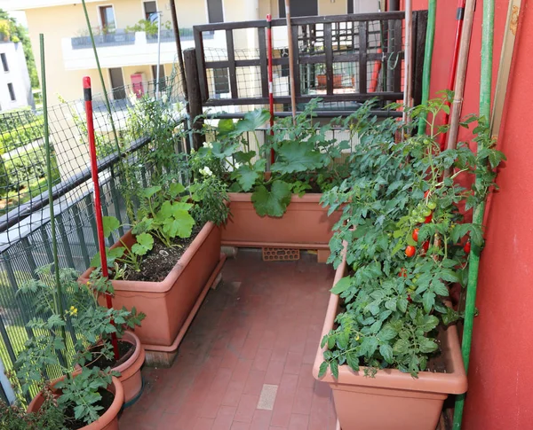 Coltivazione Pomodori Altre Verdure Vaso Nella Terrazza Una Casa Città — Foto Stock