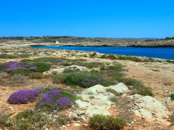 Paisagem Vazamento Com Flores Erica Terra Árida Mar Mediterrâneo — Fotografia de Stock