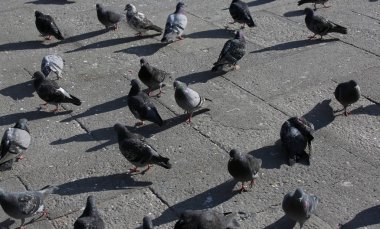 Turistler tarafından atılan kırıntıları arıyorum Avrupa şehir meydanında birçok gri güvercinler