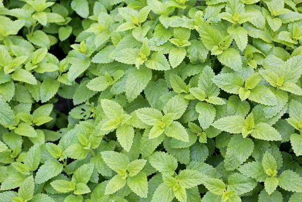 Fundo Folhas Verdes Melissa Uma Planta Típica Para Pratos Aromatizantes — Fotografia de Stock