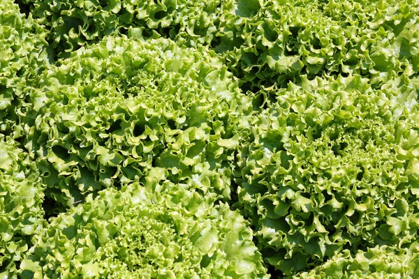 Bakgrund Lummig Grön Sallad Till Salu Från Greengrocers — Stockfoto