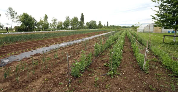 トマトと賞賛と殺菌剤の使用なしのテクニックを他の野菜の栽培 屋外野菜庭園 — ストック写真