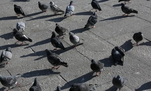観光客によってスローされたパン粉を探してヨーロッパの都市の広場で多くの灰色のハト — ストック写真