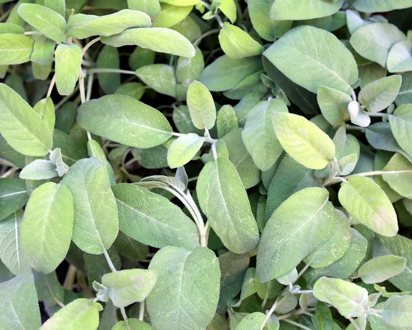 Fondo Grandes Hojas Salvia Verde Utilizadas Para Dar Sabor Los —  Fotos de Stock