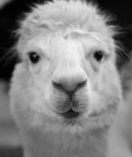 Llama Blanca Vista Desde Frente Una Foto Blanco Negro —  Fotos de Stock