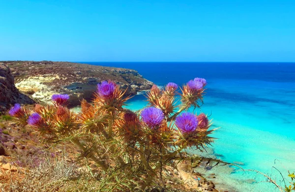 Flores Cardo Com Fundo Belo Mar Ilha Mar Mediterrâneo — Fotografia de Stock