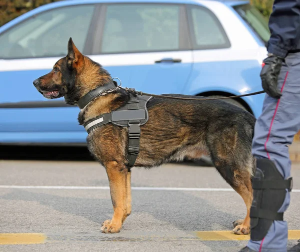 Pes Psovodů Policie Cop Detekci Výbušného Materiálu Během Protiteroristické Operace — Stock fotografie