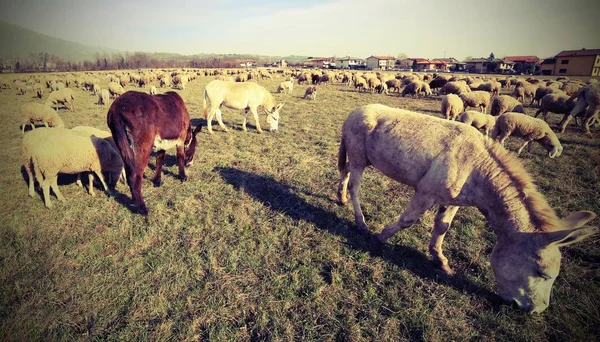 魚眼レンズで撮影した羊の群れを放牧多くのロバ — ストック写真