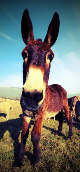 Burro Com Pele Marrom Pastando Com Rebanho Ovelhas — Fotografia de Stock