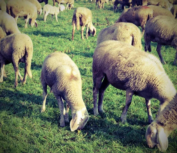 Gregge Pecore Bianche Pascolo Nel Prato — Foto Stock