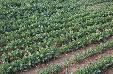 Lahana geniş tarımı henüz olgun anticryptogamics olmadan organik teknikleri ile ekili