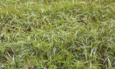 kulakları buğday yeşil ve olgunlaşmamış kırsal bir alanda