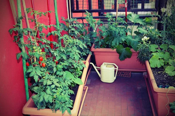 Agricultura Sustentável Como Cultivo Tomates Vasos Terraço Apartamento Uma Lata — Fotografia de Stock