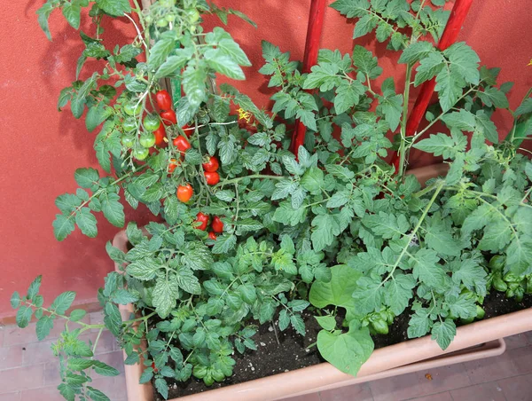 Βάζο Στην Ταράτσα Του Σπιτιού Φυτά Κόκκινες Ντομάτες Και Φύλλα — Φωτογραφία Αρχείου