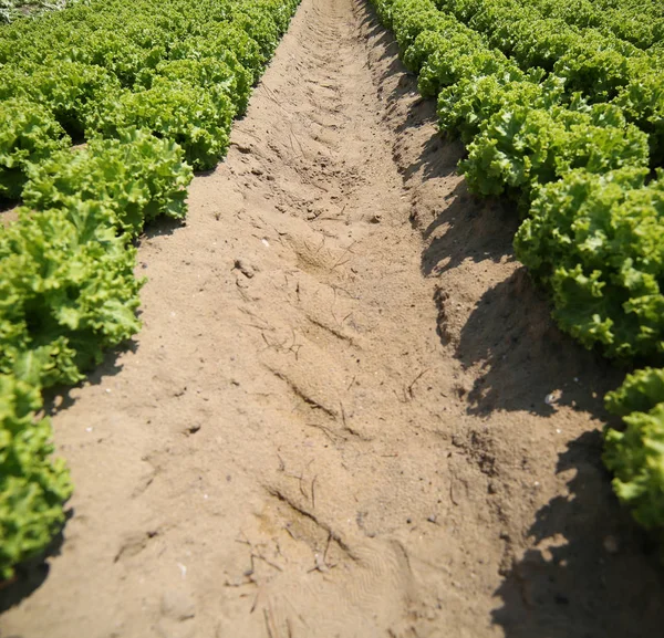 Field Green Lettuce Grown Sand Photographed — Stock Photo, Image