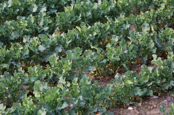 Mudas Repolho Enquanto Eles Estão Crescendo Campo Primavera — Fotografia de Stock