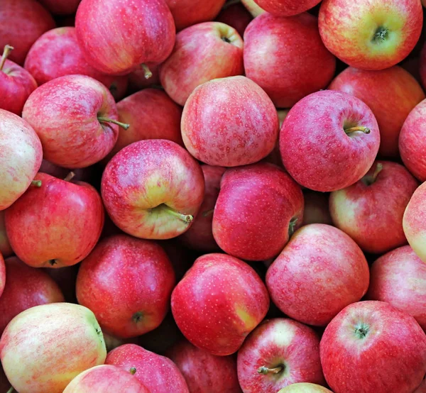 Achtergrond Met Biologische Appels Zijn Net Geplukt Boomgaard — Stockfoto