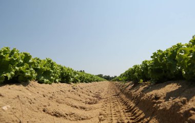Kumlu toprak akdağ bu sebze yetiştirmek için ideal ile yeşil marul yoğun ekimi