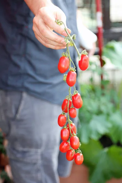 Rolnik Posiadający Kilka Czerwone Pomidory Cherry Tylko Podniósł Roślin Latem — Zdjęcie stockowe