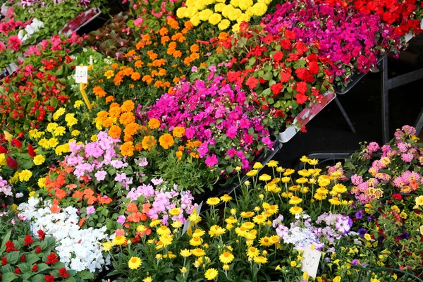 Kolorowe Kwiaty Kwitły Wiosnę Sprzedaż Holenderskim Centrum Ogrodnicze — Zdjęcie stockowe