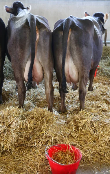 Şişkin Göğüsleri Tam Inek Sütü Sağmak Için Önce Ahırda — Stok fotoğraf