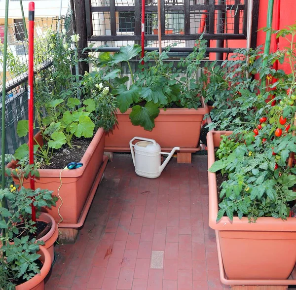 Lotes Vasos Com Plantas Tomate Uma Lata Rega Amarela Terraço — Fotografia de Stock