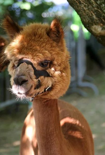 Muzzle Brown Alpaca Domesticated Species South American Camelid — Stock Photo, Image