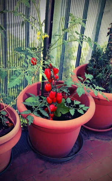 Jarrón Maceta Grande Con Racimo Tomates Rojos Maduros Cultivados Terraza —  Fotos de Stock