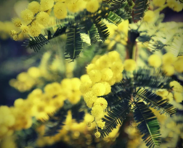 Mimóza Sárga Virágok Antik Hatású Háttér — Stock Fotó