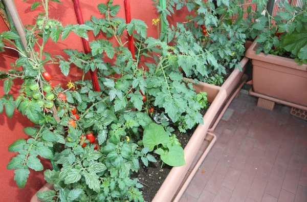 Βιώσιμη Γεωργία Όπως Ντομάτες Γλάστρες Στη Βεράντα Του Διαμερίσματος — Φωτογραφία Αρχείου