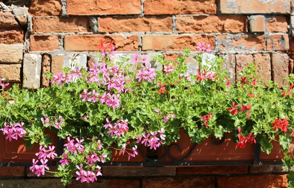 Balcony Flowered Vases Geranium Flowers Wall Old Bricks — Stock Photo, Image
