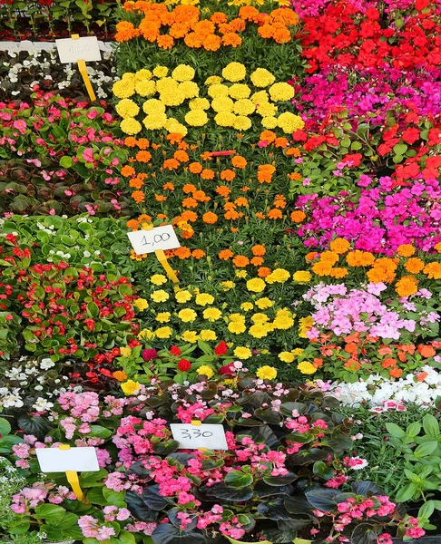 Stand Fleuriste Avec Beaucoup Pots Fleurs Étiquette Prix — Photo
