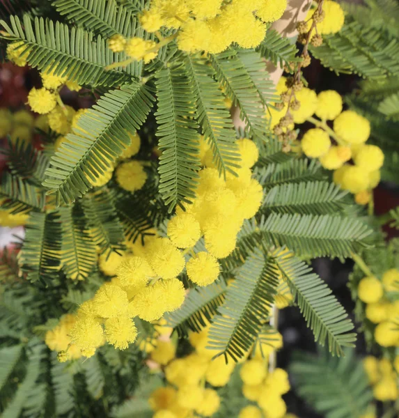 Желтые Цветы Желтого Символа Женского Дня Садовом Магазине — стоковое фото