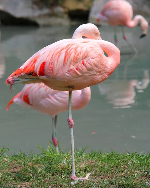 pink flamingo resting on one leg on the bank of the pond