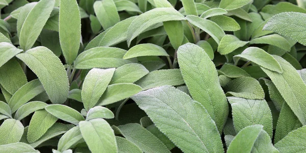 Zöld Levelek Zsálya Sage Egy Aromás Gyógynövény Ideális Íze Sok — Stock Fotó