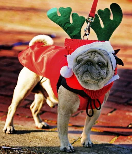 Chiot Chiot Chiot Avec Robe Père Noël Les Bois Renne — Photo