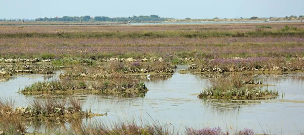 Venetiaanse Lagune Buurt Van Venetië Genoemd Mesole Italië — Stockfoto